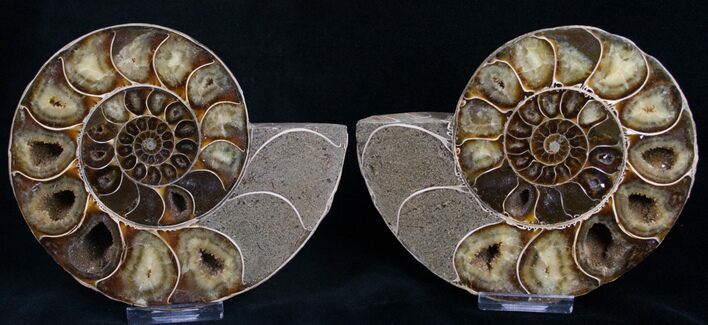 Beautiful Desmoceras Ammonite - Thick #8383